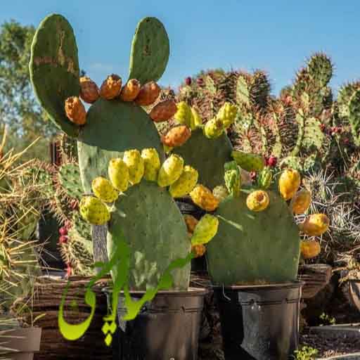 اپونتیا (Opuntia ficus-indica)